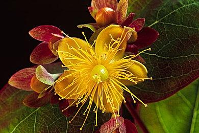 《幻兽帕鲁》成为Steam史上同时在线玩家数最多的付费游戏